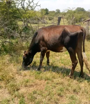 Jersey Cross Heifer