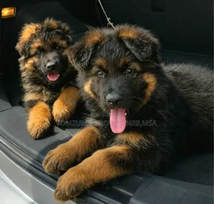 1-3 months Female Purebred German Shepherd