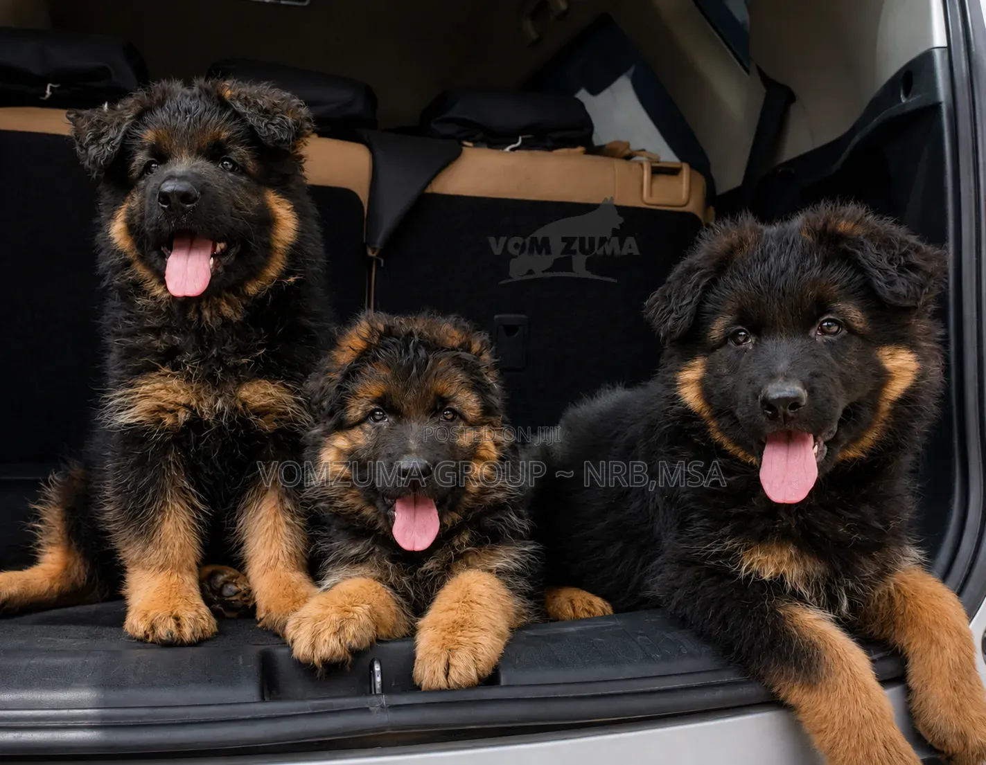 1-3 months Female Purebred German Shepherd