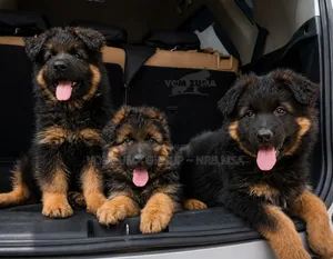 1-3 months Female Purebred German Shepherd
