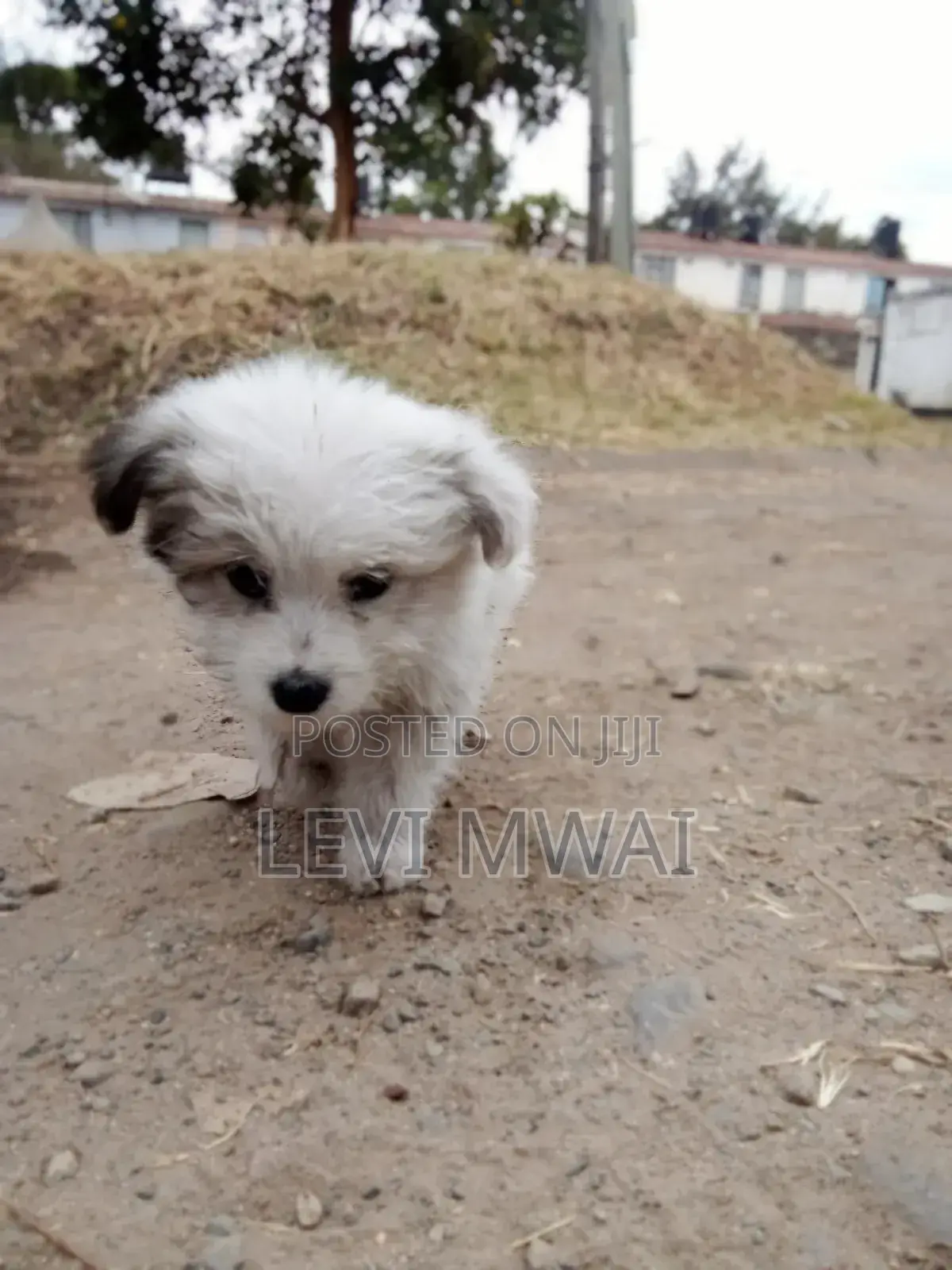 3-6 months Male Purebred Maltese