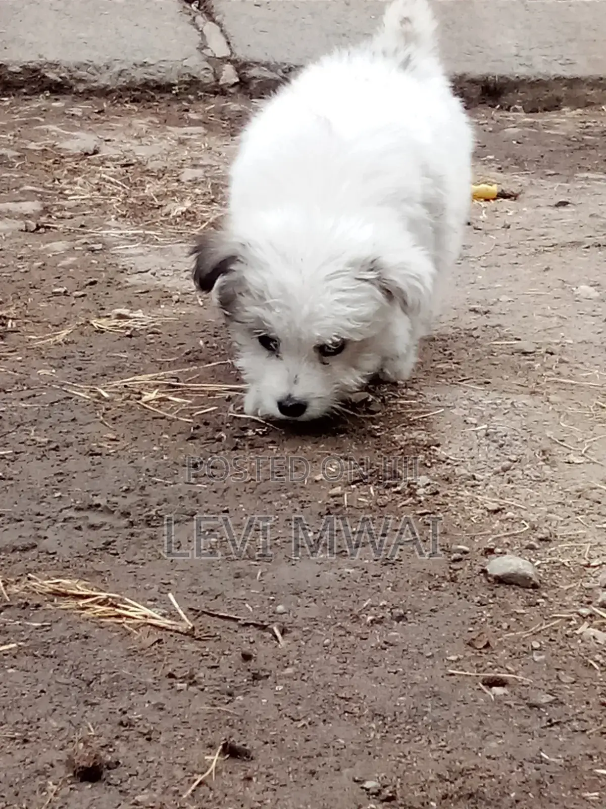 3-6 months Male Purebred Maltese