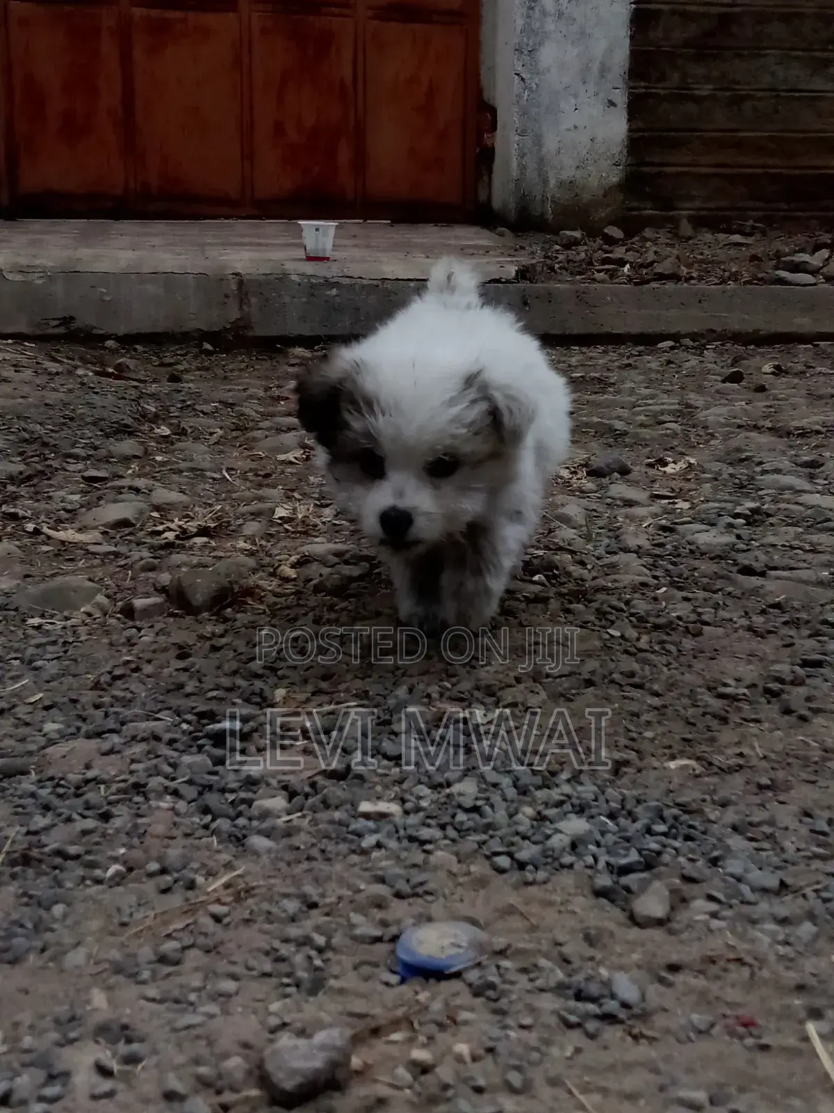 3-6 months Male Purebred Maltese