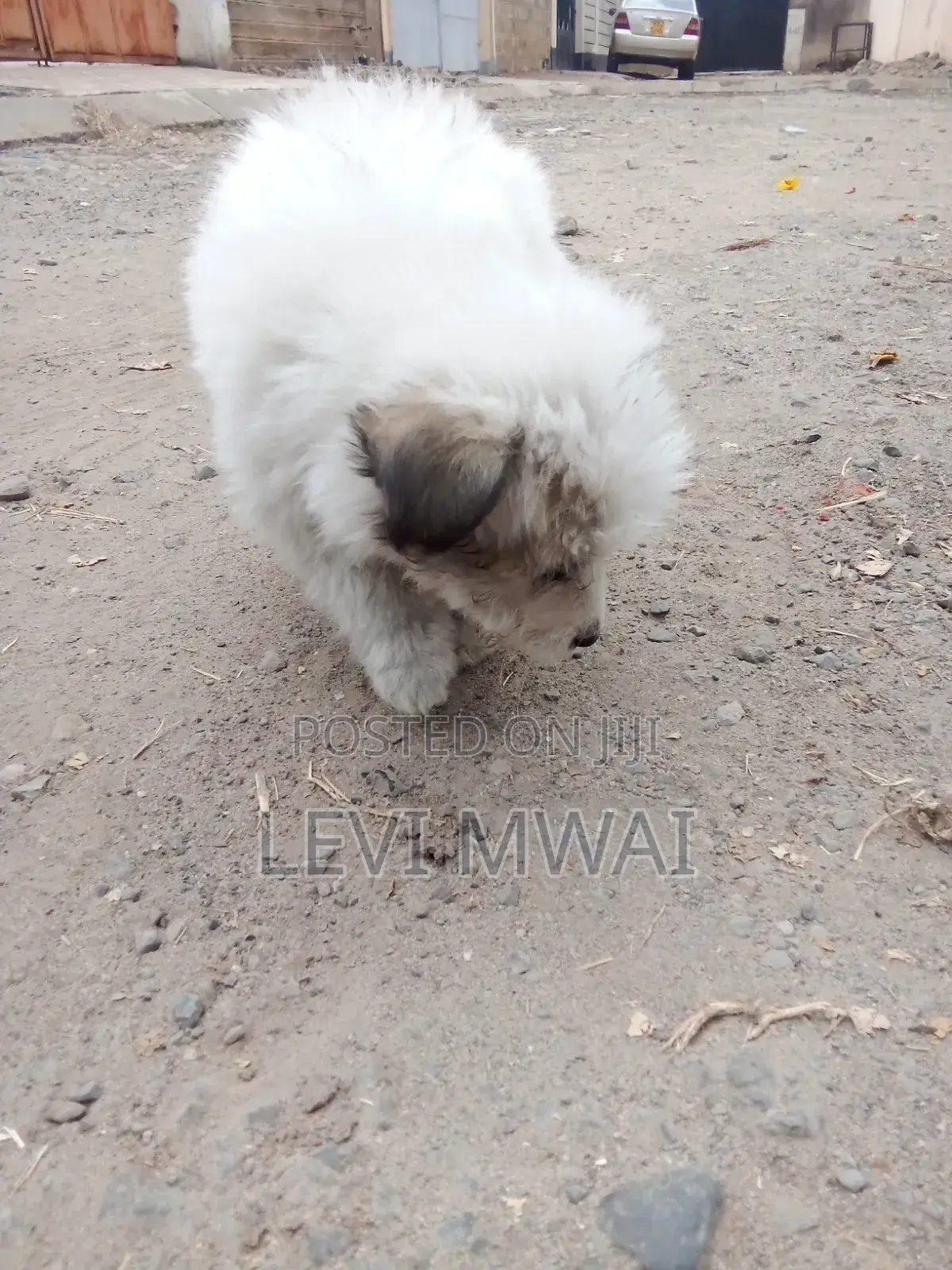 3-6 months Male Purebred Maltese