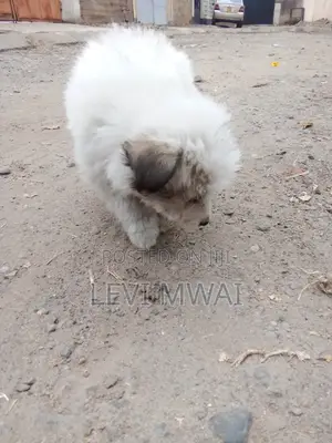 3-6 months Male Purebred Maltese