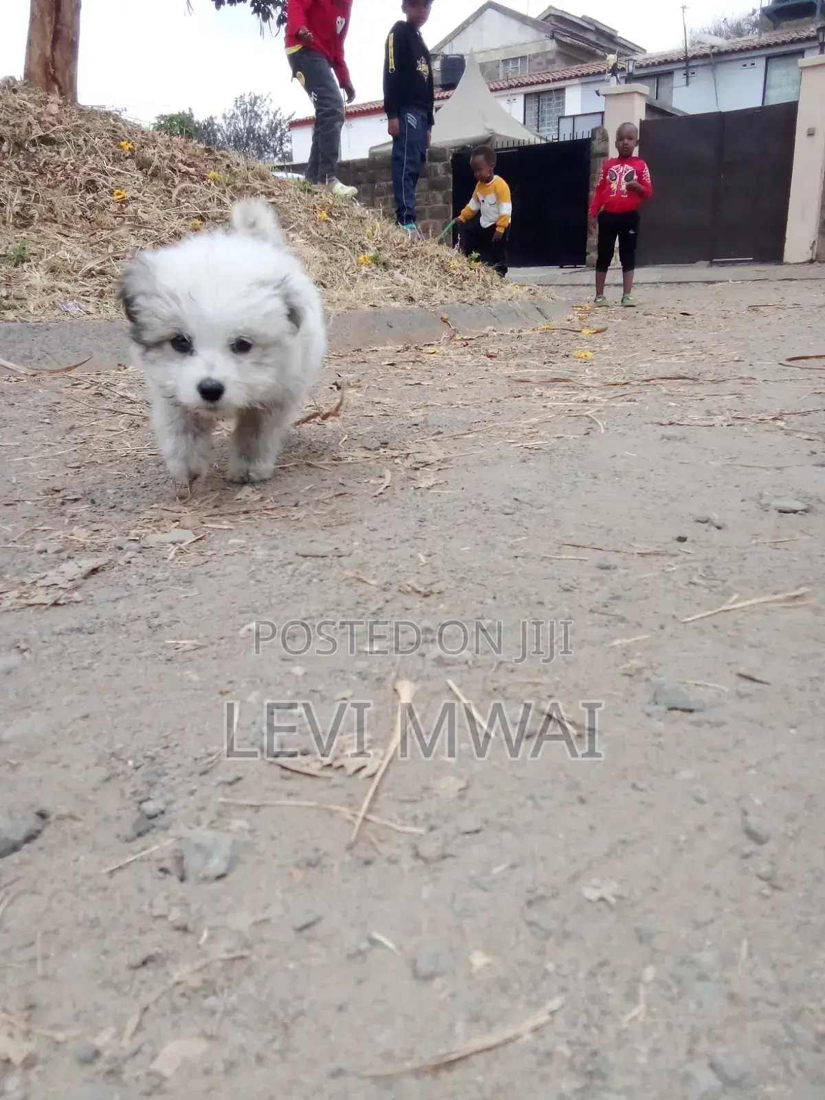 3-6 months Male Purebred Maltese