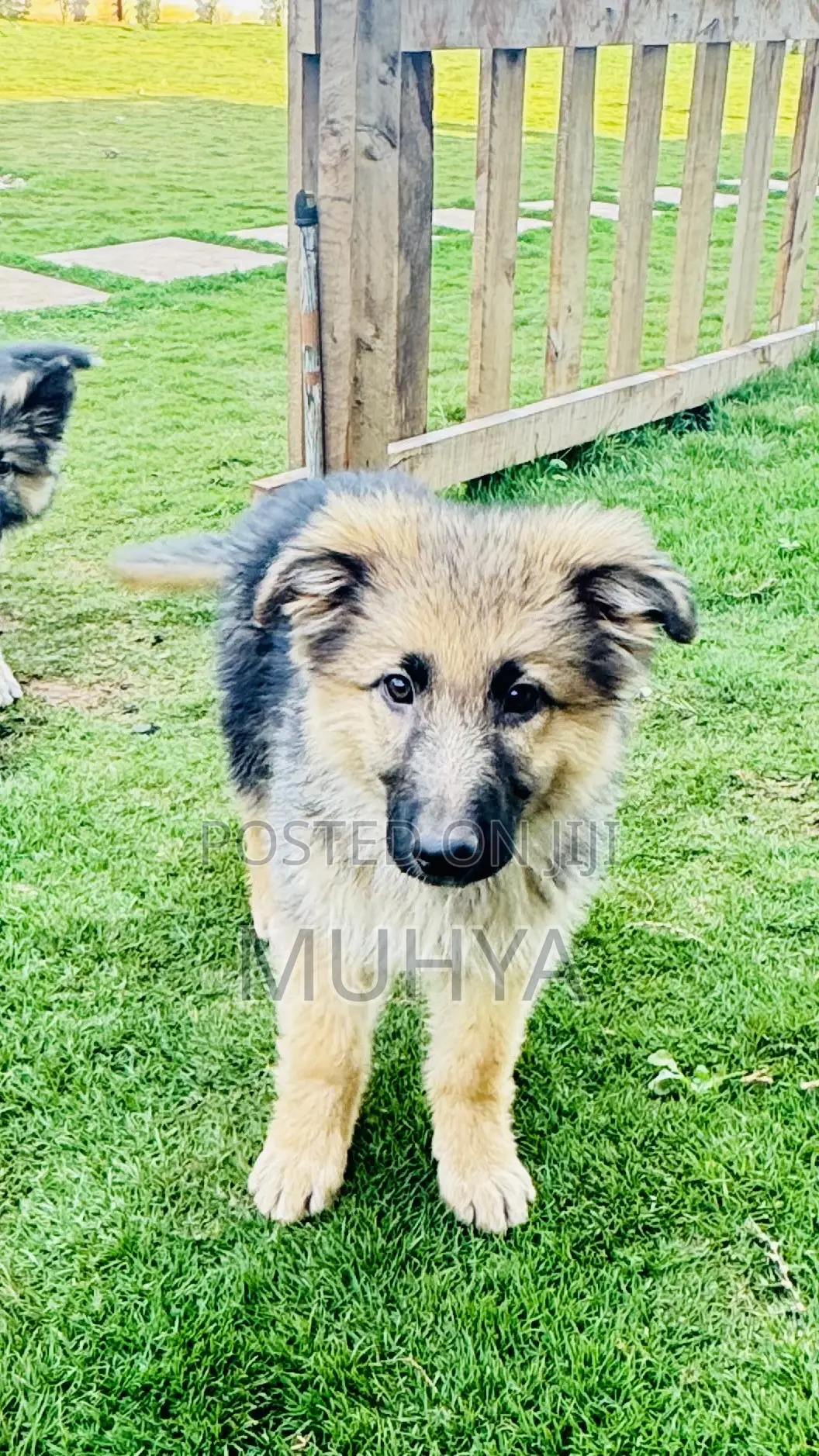 1-3 months Male Purebred German Shepherd