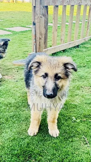 1-3 months Male Purebred German Shepherd