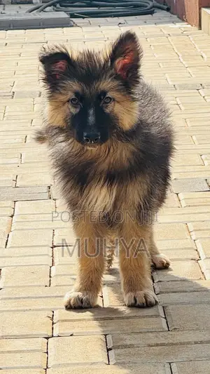 1-3 months Male Purebred German Shepherd