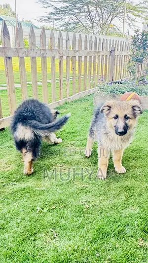 1-3 months Male Purebred German Shepherd