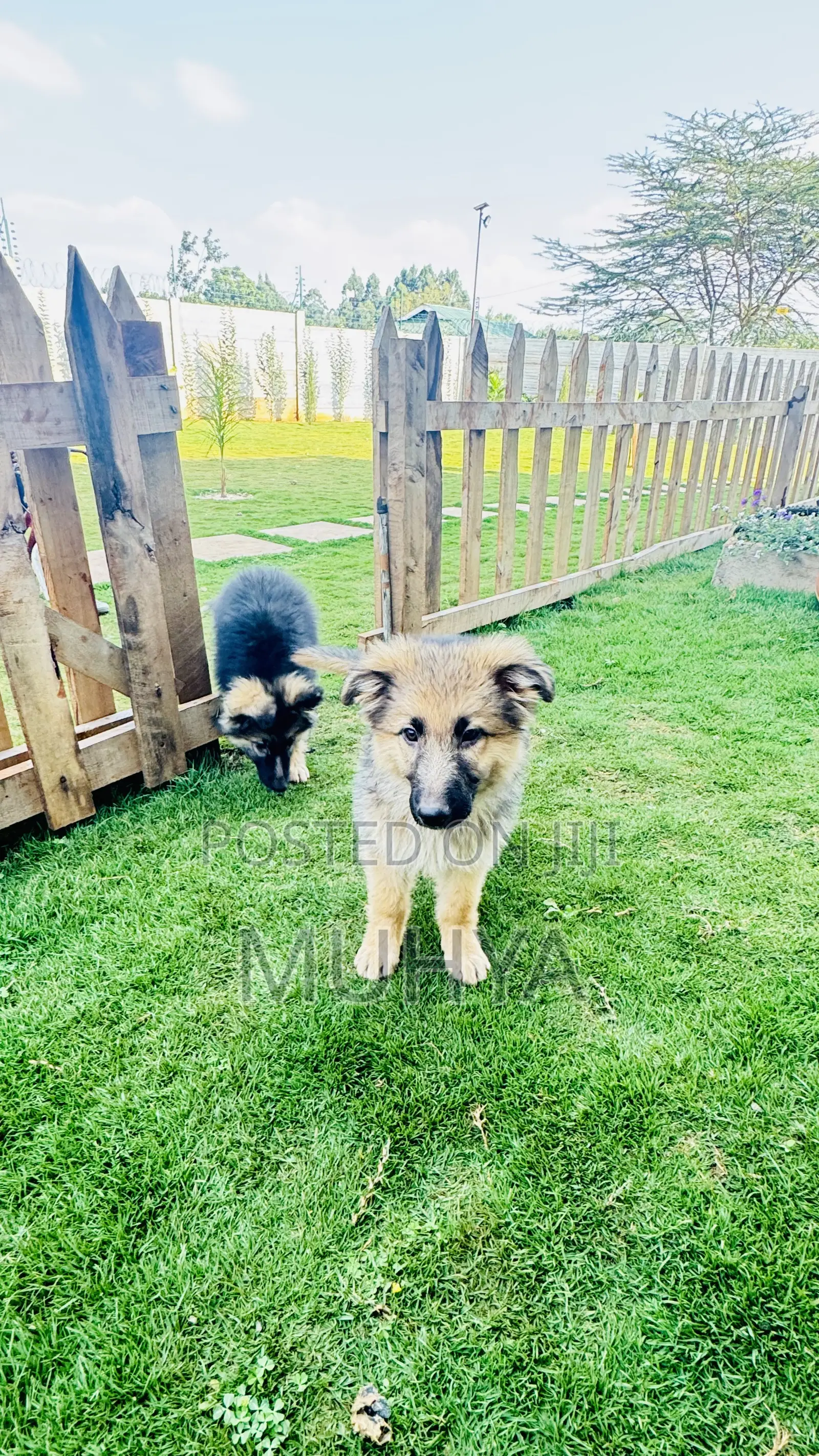 1-3 months Male Purebred German Shepherd