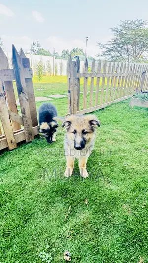 1-3 months Male Purebred German Shepherd