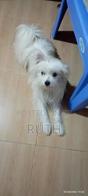 3-6 months Male Purebred Maltese