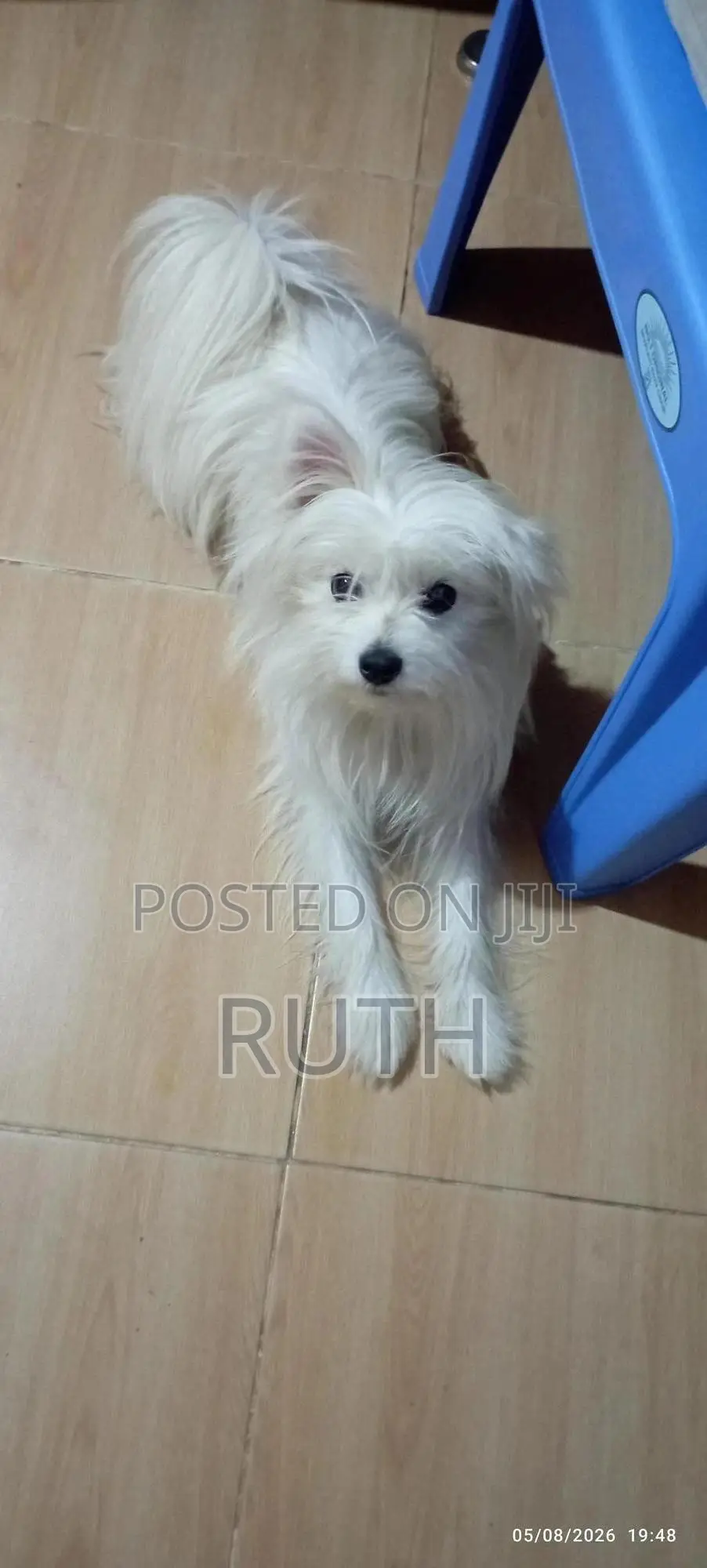 3-6 months Male Purebred Maltese