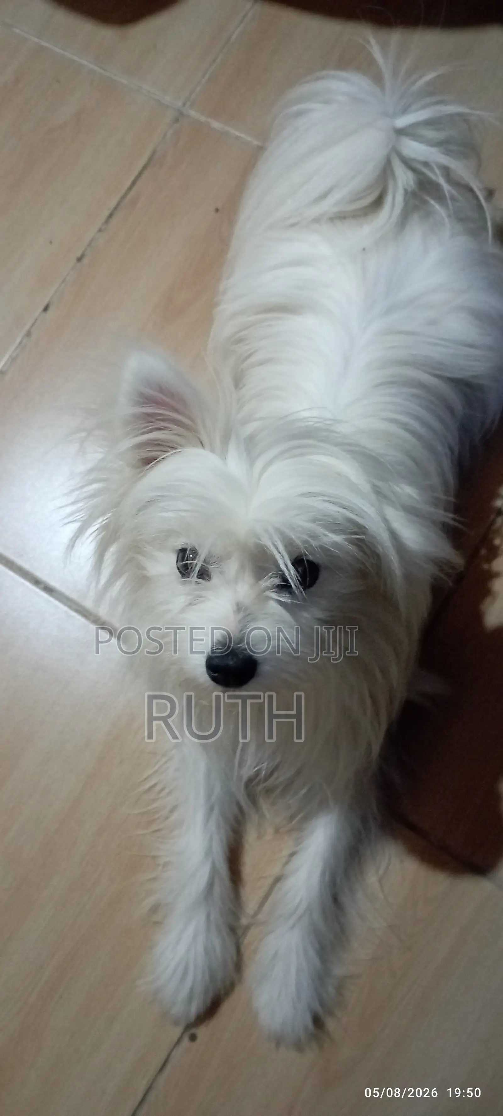 3-6 months Male Purebred Maltese