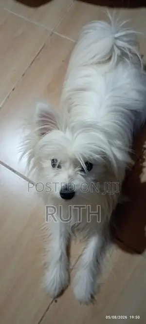3-6 months Male Purebred Maltese