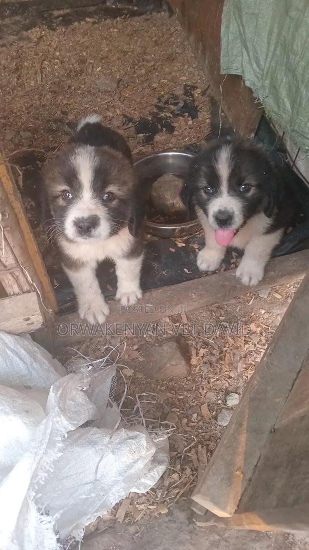 1-3 months Female Purebred Caucasian Shepherd