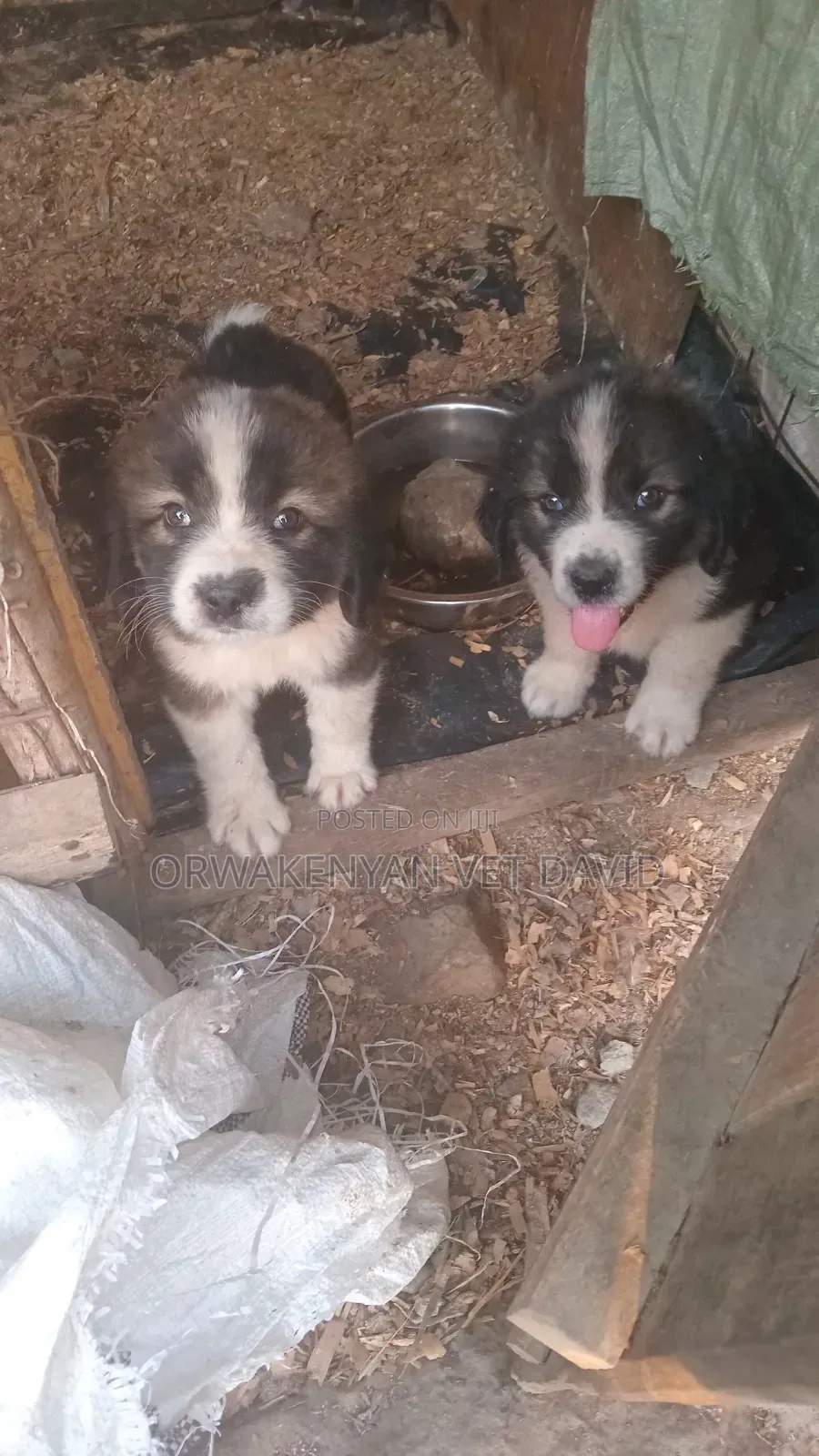 1-3 months Female Purebred Caucasian Shepherd