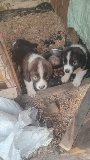 1-3 months Female Purebred Caucasian Shepherd