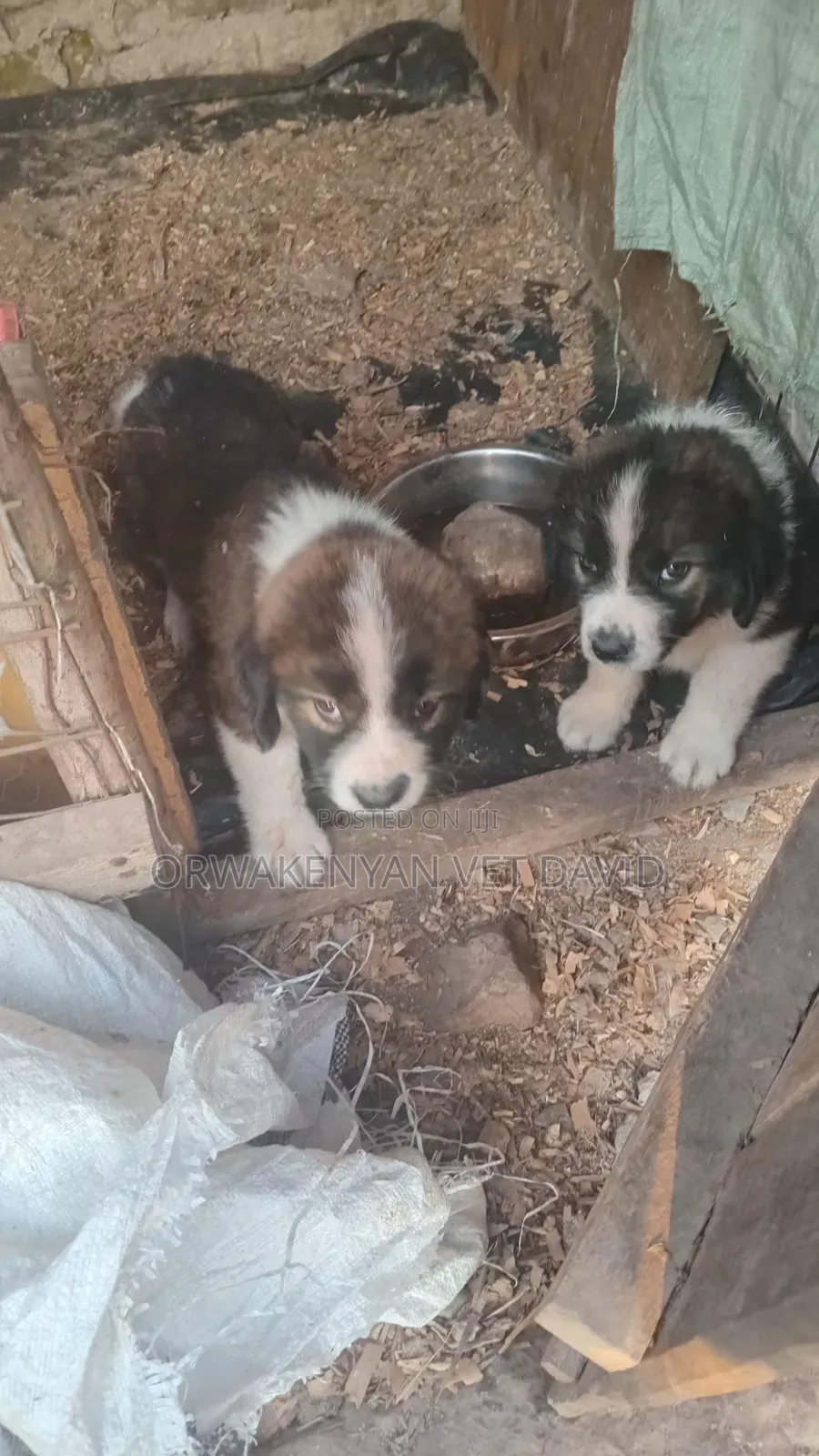 1-3 months Female Purebred Caucasian Shepherd