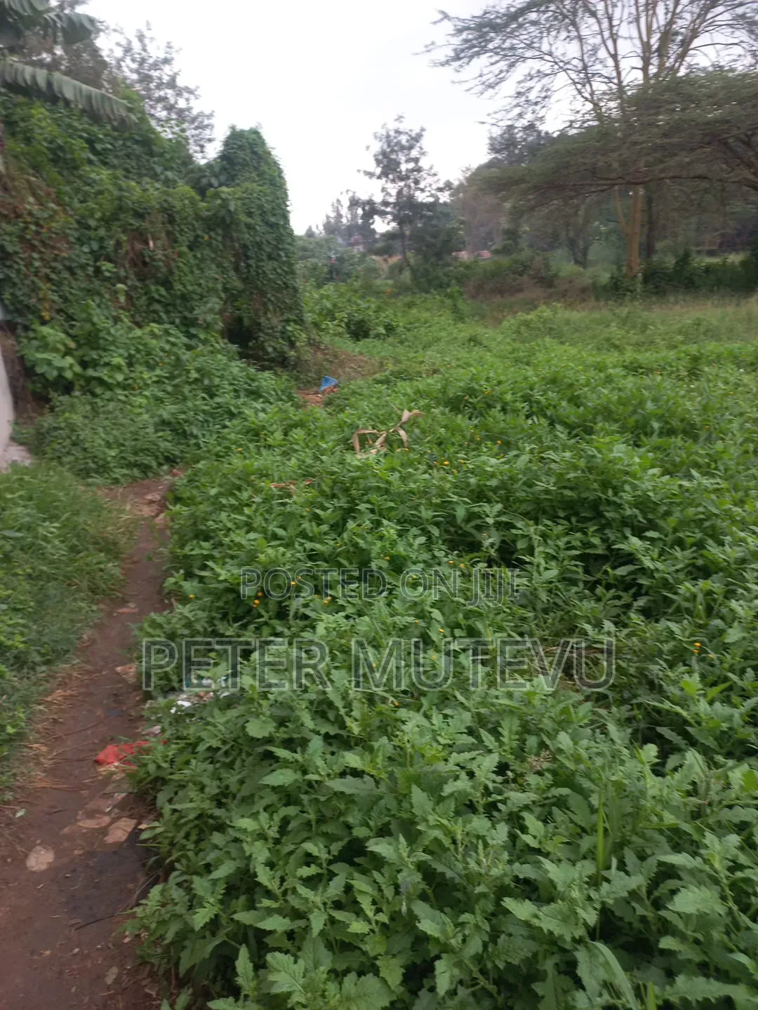 3 Pieces of Half Acre Land for Sale