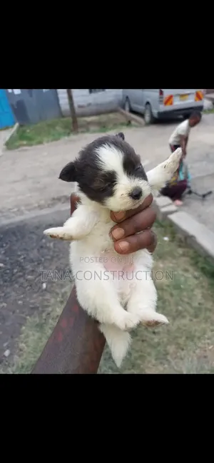 1-3 months Male Purebred Japanese Spitz