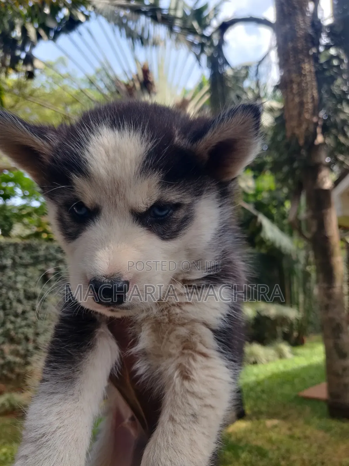 1-3 months Male Purebred Siberian Husky