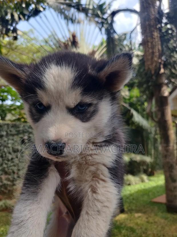 1-3 months Male Purebred Siberian Husky