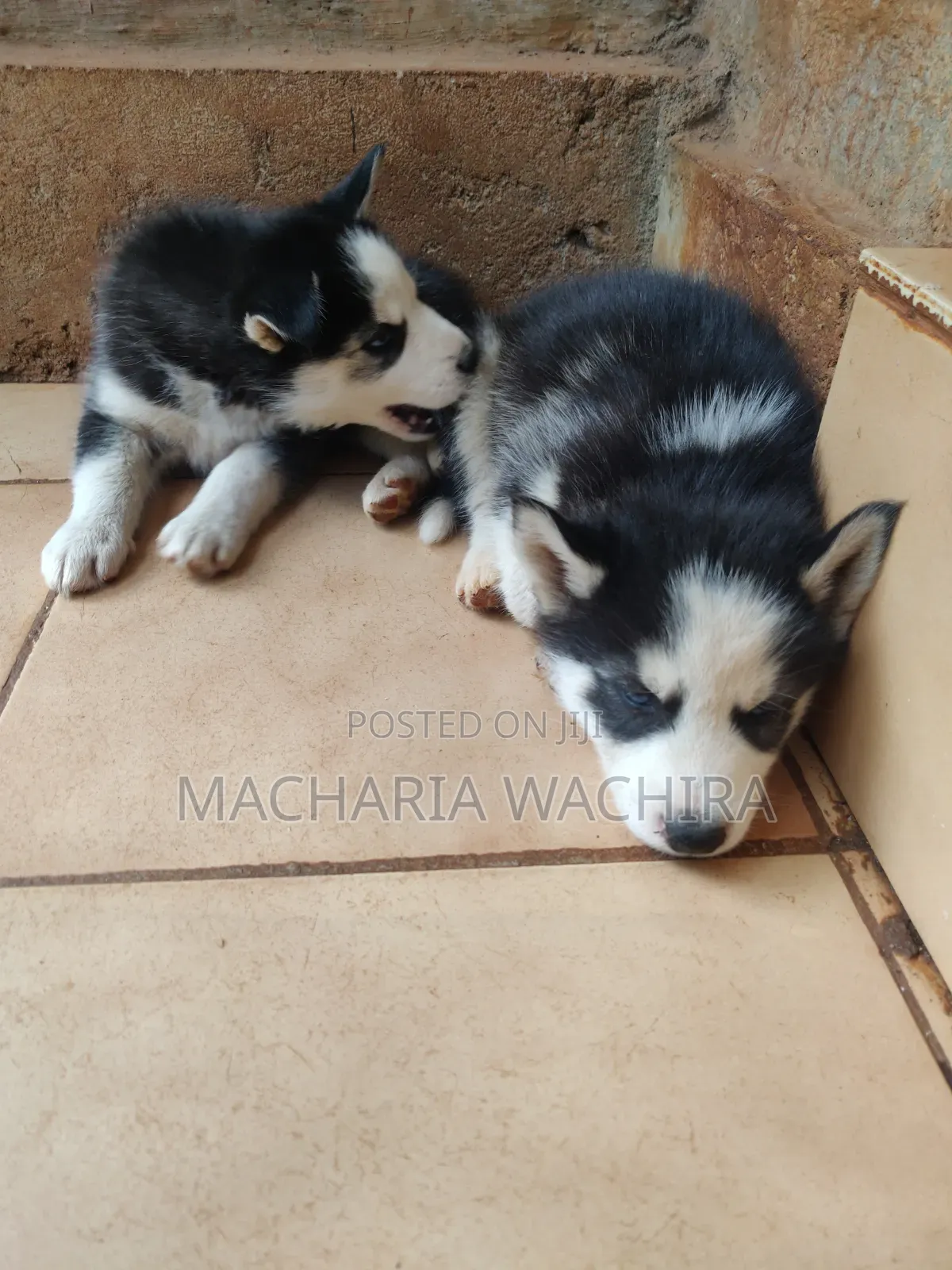 1-3 months Male Purebred Siberian Husky