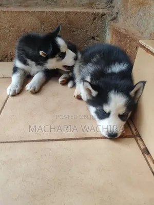 1-3 months Male Purebred Siberian Husky