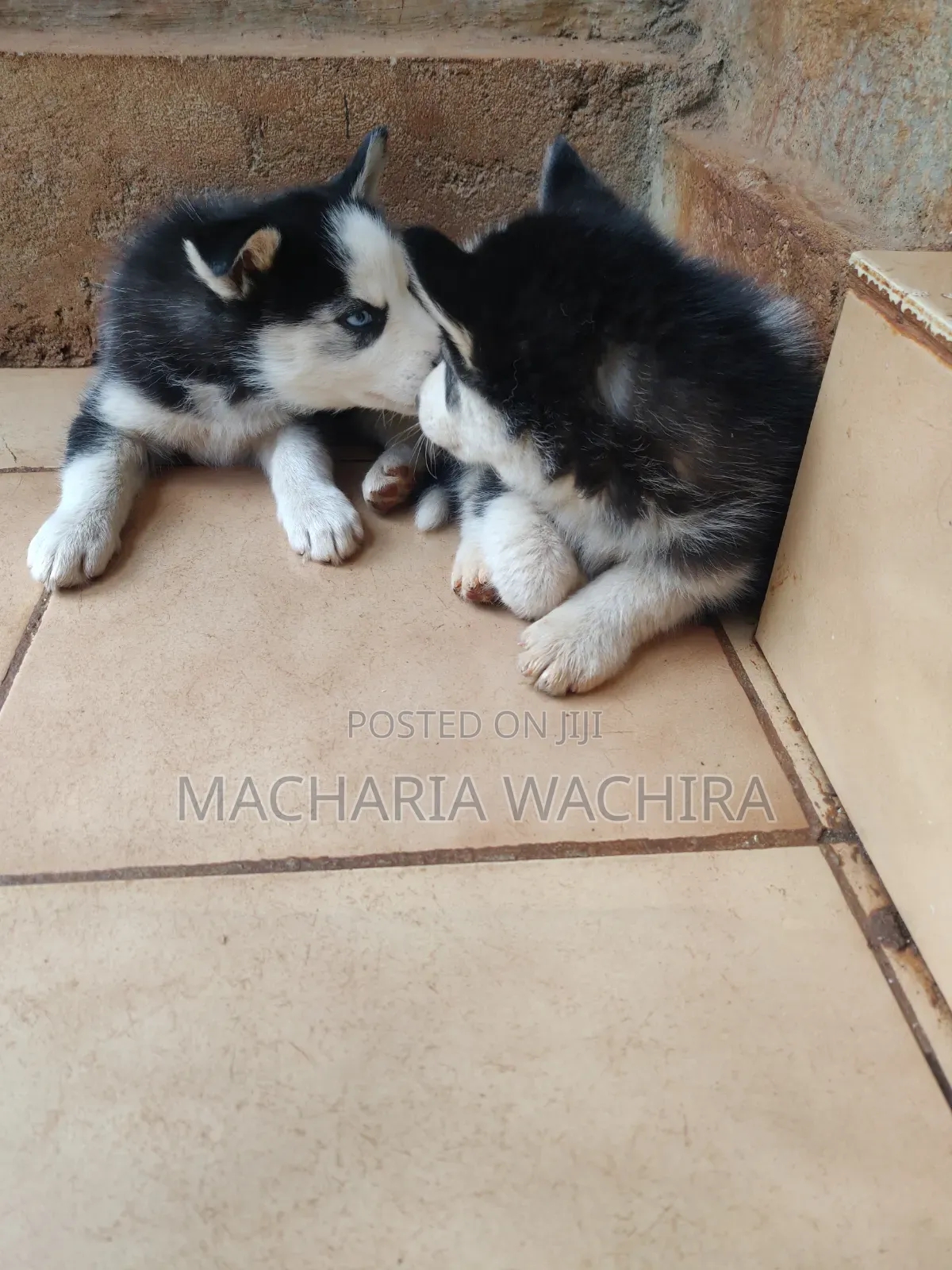 1-3 months Male Purebred Siberian Husky