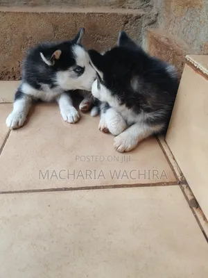 1-3 months Male Purebred Siberian Husky