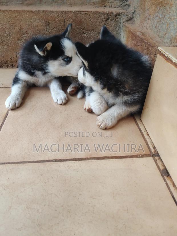 1-3 months Male Purebred Siberian Husky - thumbnail 3