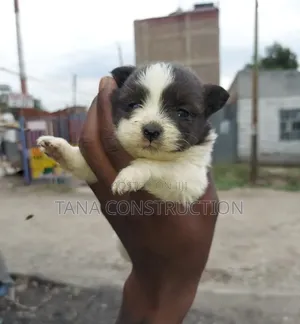 1-3 months Female Purebred Japanese Spitz