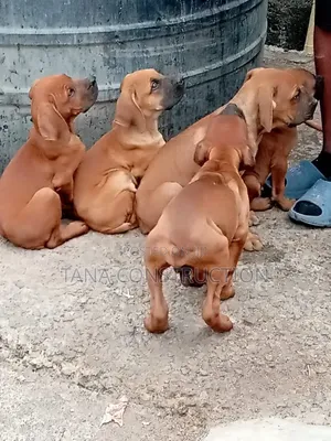 1-3 months Male Purebred Boerboel