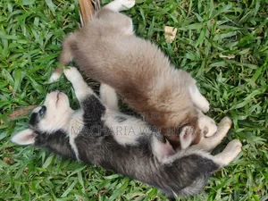 1-3 months Female Purebred Siberian Husky