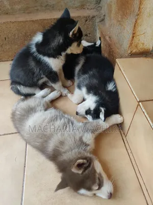 1-3 months Female Purebred Siberian Husky