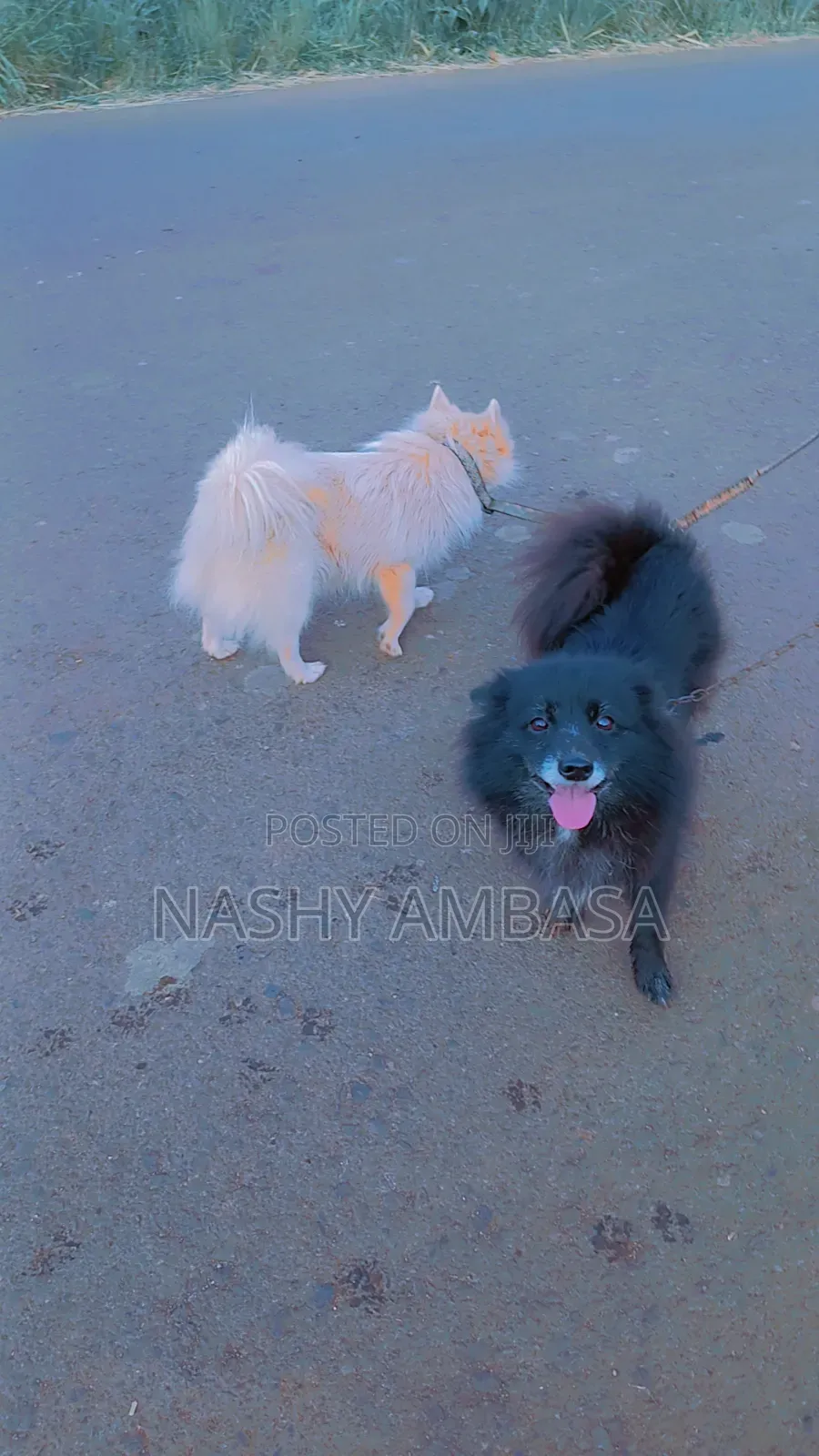 6-12 months Female Purebred Japanese Spitz