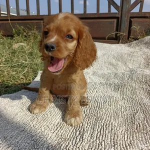 1-3 months Male Purebred Cocker Spaniel