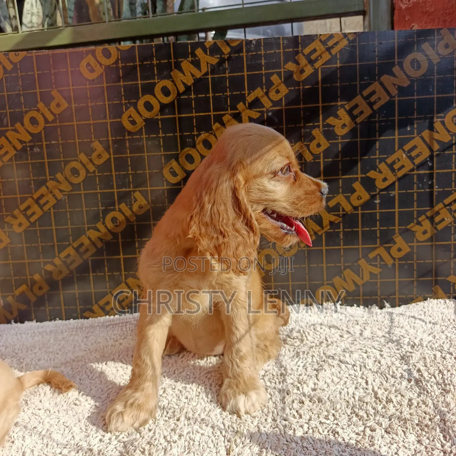 1-3 months Male Purebred Cocker Spaniel