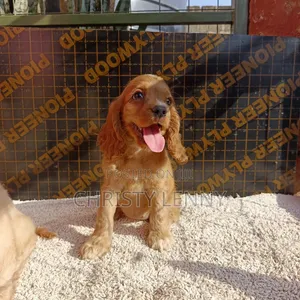 1-3 months Male Purebred Cocker Spaniel
