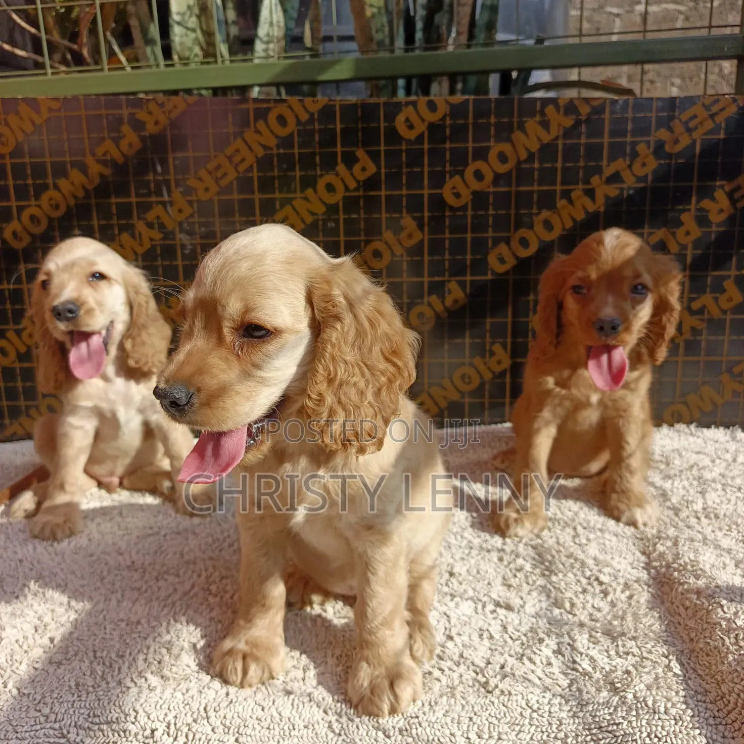 1-3 months Male Purebred Cocker Spaniel