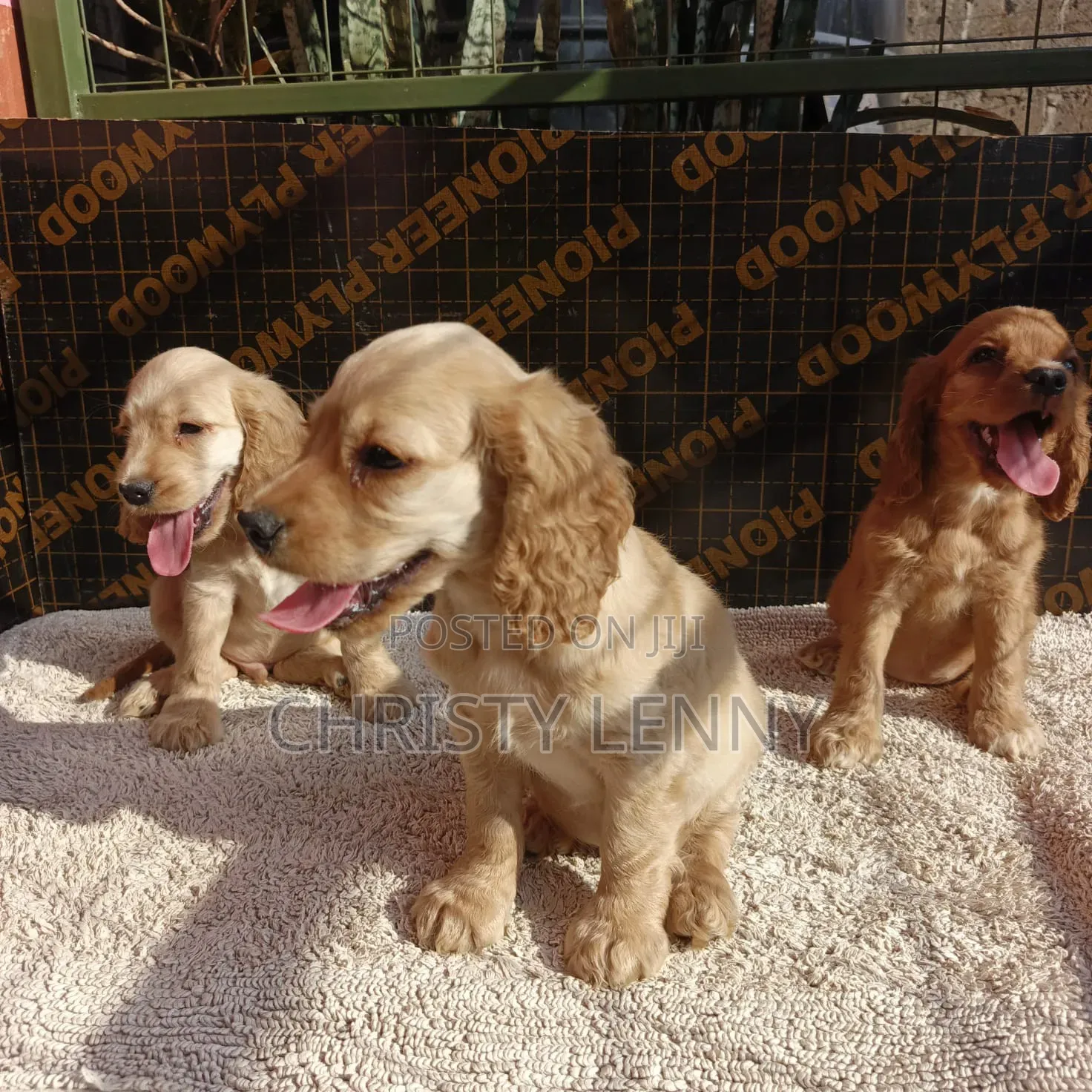 1-3 months Male Purebred Cocker Spaniel