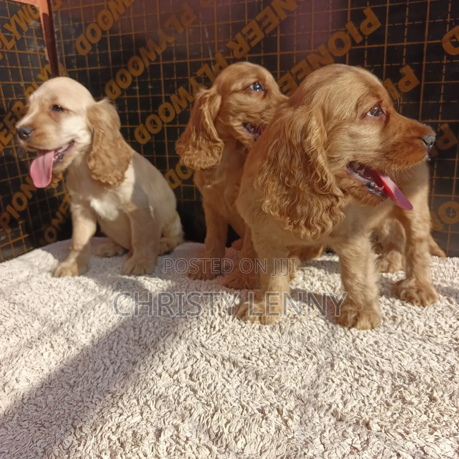 1-3 months Male Purebred Cocker Spaniel