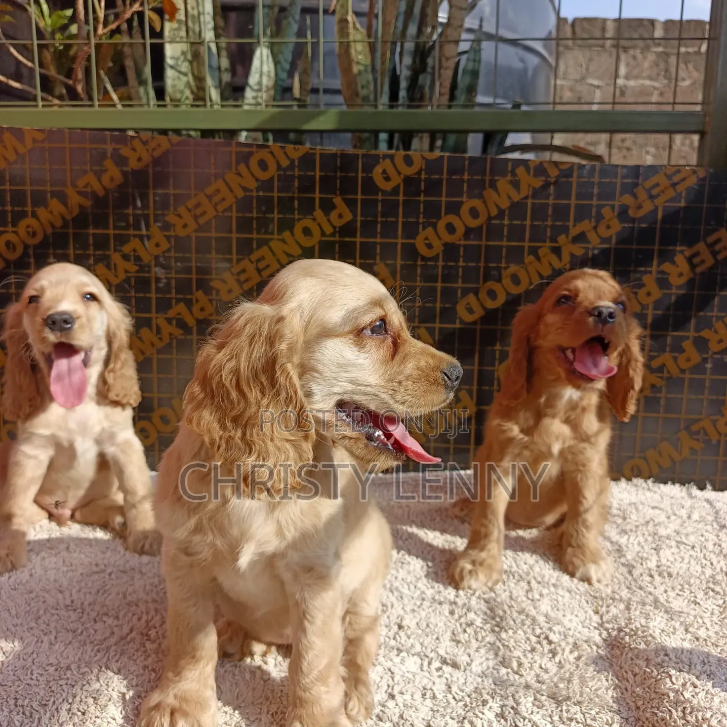 1-3 months Male Purebred Cocker Spaniel