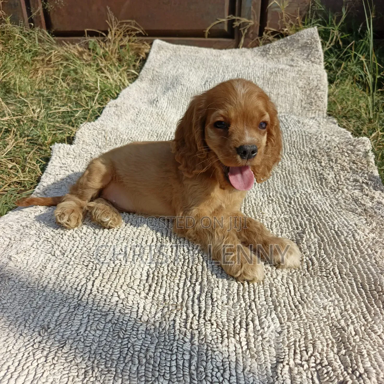 1-3 months Male Purebred Cocker Spaniel