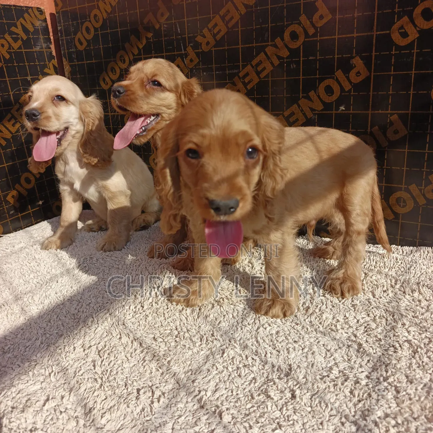 1-3 months Male Purebred Cocker Spaniel