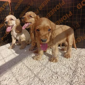 1-3 months Male Purebred Cocker Spaniel