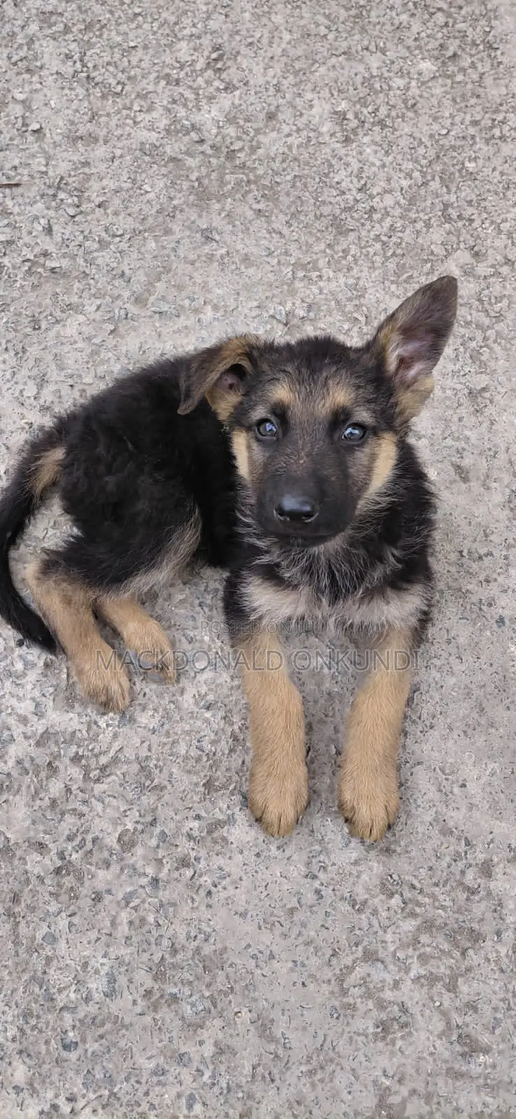1-3 months Male Purebred German Shepherd