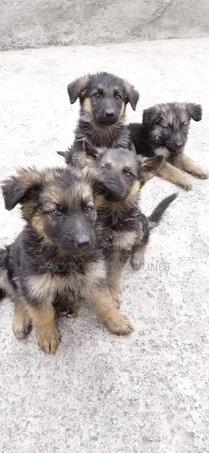 1-3 months Male Purebred German Shepherd